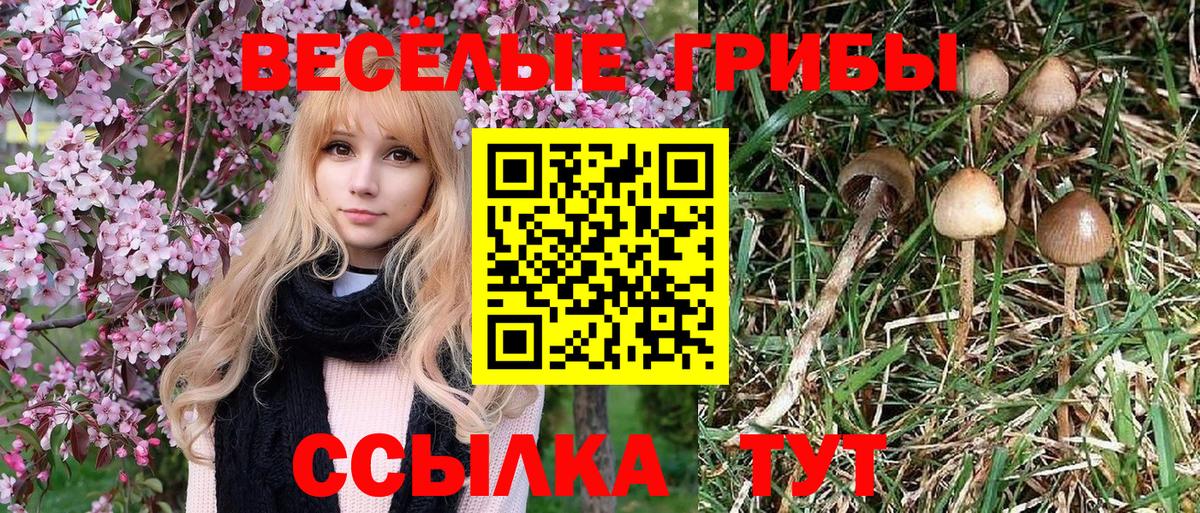 Псилоцибиновые грибы мицелий  Вход с VPN  Городец 
